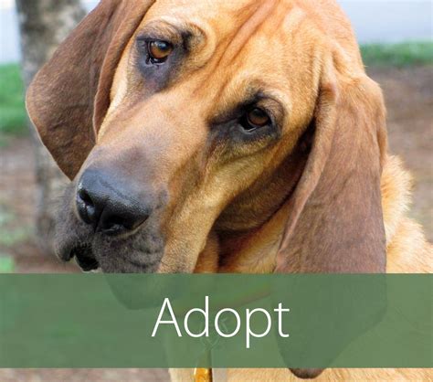 Helping hounds dog rescue - Helping Hounds Dog Rescue is a 501 (c) (3) non profit organization funded by donations, fundraisers and adoption fees, that works to find forever homes for rescue dogs in the Central New York area. 